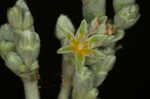 Longleaf buckwheat